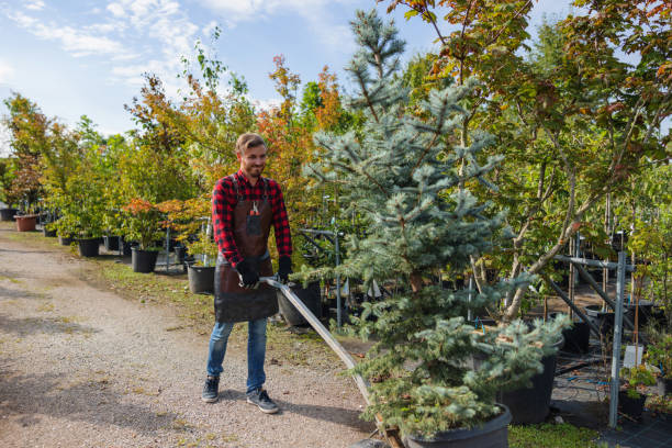 Best Tree Pruning Services  in Indian Hills, TX